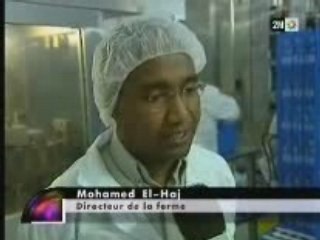 Filiere laitiere a Fkih Ben Salah Maroc