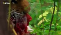 Nat Geo Wild - 20 animali per morire - Documentario