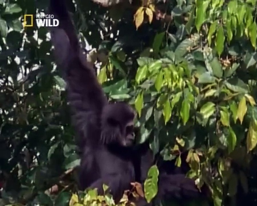 Nat Geo Wild - Gli ultimi paradisi - Thailandia - Documentario