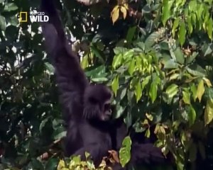 Nat Geo Wild - Gli ultimi paradisi - Thailandia - Documentario
