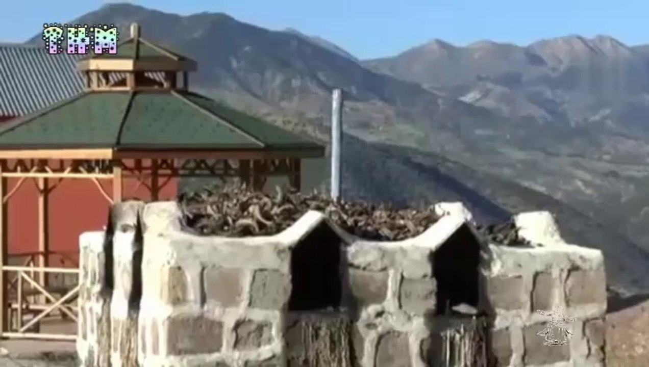 Ar Duyarım Ben - THM