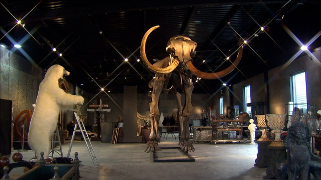 Scientists are trying to bring back the woolly mammoth. Here’s how the business model actually works