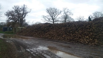 Sugar beet Problems - Part 1 - Episode 2