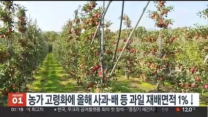 농가 고령화에 올해 사과·배 등 과일 재배면적 1%↓
