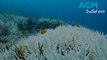 Ghostly white coral bleaching in Great Barrier Reef