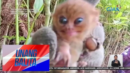2 lalaking humawak sa tarsier, sinampahan na ng reklamo ng DENR-12 | UB