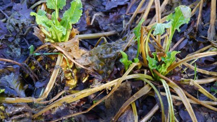 Sugar beet Problems - Part 1 - Episode 3