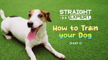 Straight from the Expert: How to Train Your Dog Part 1 (Teaser)