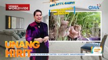 #AskAttyGaby— Vloggers na nanghuli ng mga tarsier | Unang Hirit
