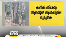 മലമ്പുഴയില്‍ കാലിന് പരിക്കേറ്റ ആനയുടെ ആരോഗ്യനില ഗുരുതരം; എഴുന്നേല്‍ക്കാനാവാതെ ആന