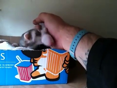Ferret shows human her babies
