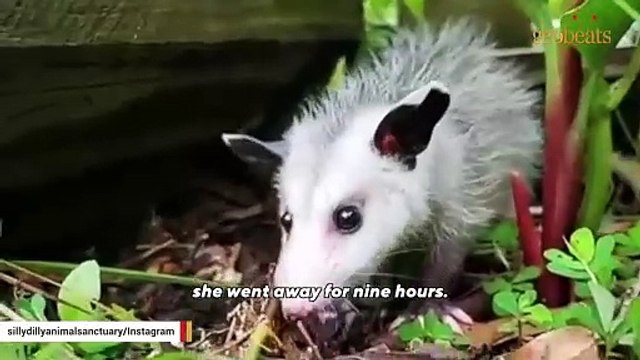This man raised an opossum. Now he thinks they are smarter than dogs.