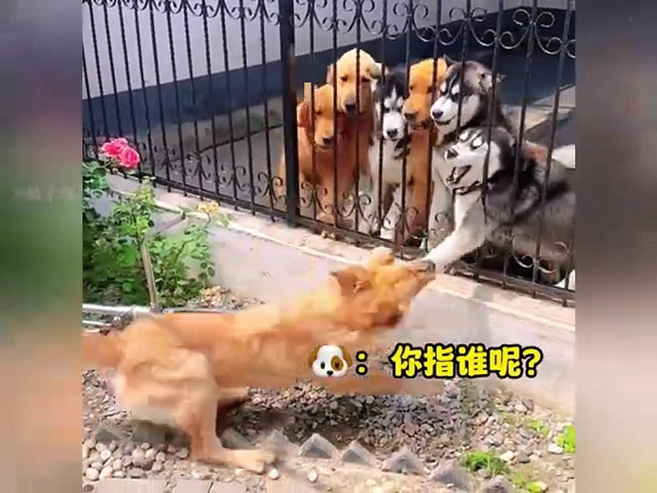 Try Not to Laugh Compilation day 6 2024