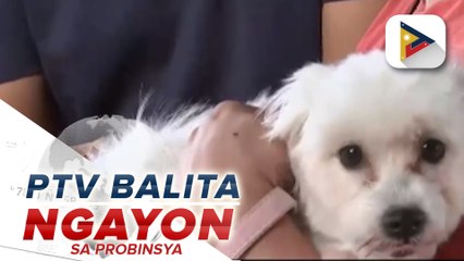 Halos 40K na pusa at aso sa lungsod ng Davao, nabakunahan laban sa rabies