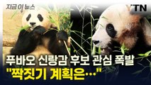 푸바오 신랑감 유력후보에 '관심 폭발'...