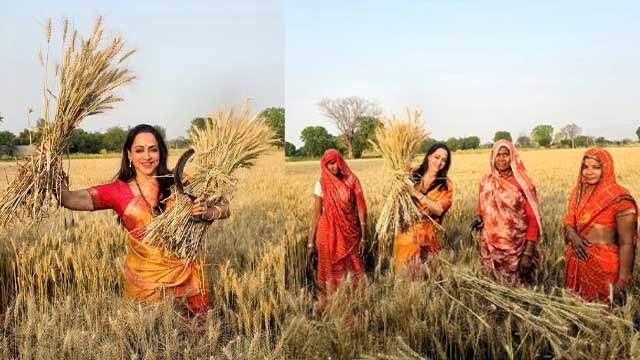 Hema Malini Harvests Wheat Crop During Poll Campaign In Mathura, Public Troll...| Boldsky
