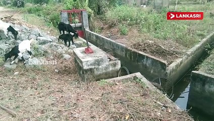 நீர்ப்பாசன வாய்க்காலிலிருந்து ஆண் ஒருவரின் சடலம் மீட்பு