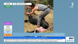 La pédicure pour cochons arrive en Drôme-Ardèche