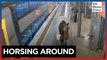 Runaway racehorse surprises Sydney train platform