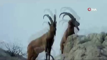 Erzurum Ölbe Vadisi'nde dağ keçileri kayalıklarda görüntülendi