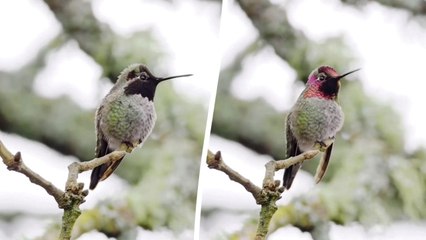 Hummingbird's sequins-like feathers change colour as it moves