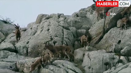 Belgeselleri aratmayan görüntüler: Dağ keçilerini böyle görüntüledi