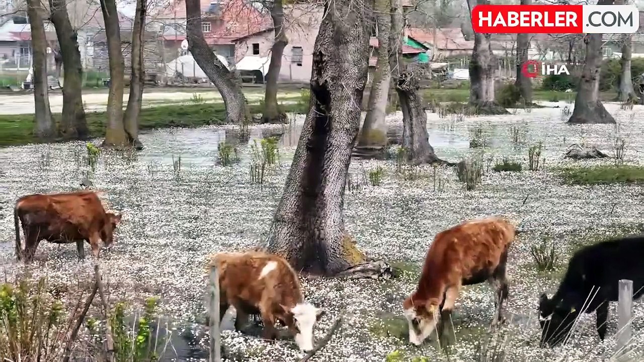 Cennetten bir köşe: Kızılırmak Deltası Kızılırmak Deltası Kuş Cenneti çiçek açtı