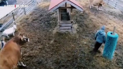 Sahibinin mutsuz olduğunu gören çiftlik hayvanları yaptıkları ile şaşırttı