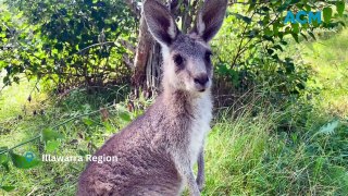 What to do if you find injured wildlife | Illawarra Mercury