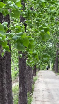 It feels so good to hear the poplar trees rusting in the