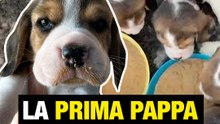 Prima pappa cuccioli