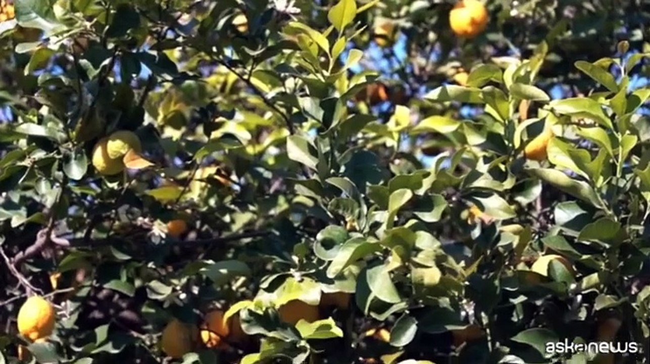 Limoni, una passione italiana: la filiera sostenibile di Polenghi Food