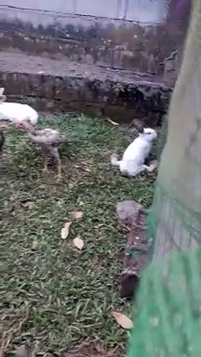 rabbit