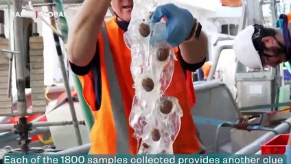 Okyanusun dibinde 100 yeni tür keşfedildi! Biri gerçekten çok tuhaf!