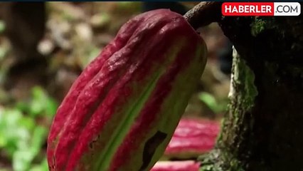 Çikolatada fahiş fiyatlı dönem başladı