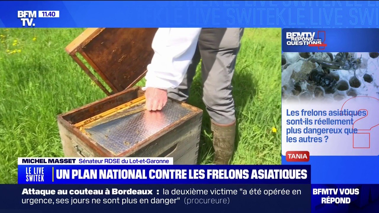 Les frelons asiatiques sont-ils vraiment plus dangereux que les autres?