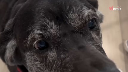 Une chienne fête ses 11 ans : pour l’occasion, une animalerie lui fait une très belle surprise