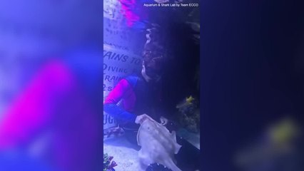 Disappointing video of Charlotte the pregnant virgin stingray