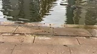 Seal spotted in River Nene near Peterborough Town Bridge