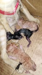 Orange ' Our Pet Cat. Gave Birth ! 