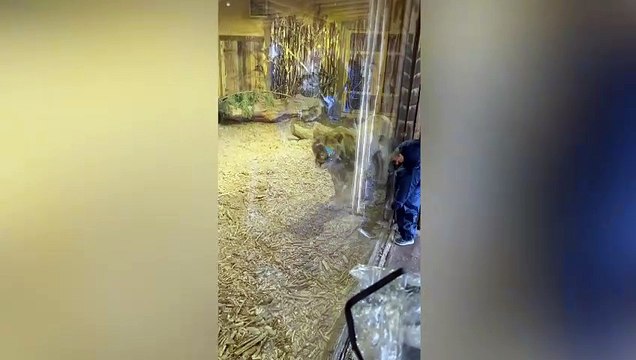 Digital reporter Emma Downey takes you on a tour around Chester Zoo.