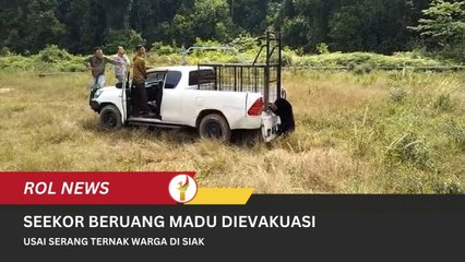 Seekor Beruang Madu Dievakuasi Usai Serang Ternak Warga Di Siak