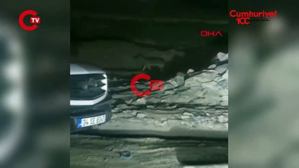 Şehir merkezine kurt indi