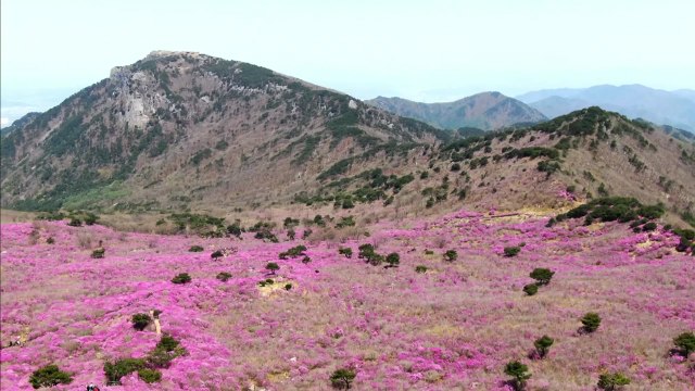 [대구] '전국 최대 참꽃 군락지' 비슬산에서 참꽃문화제 열려 / YTN
