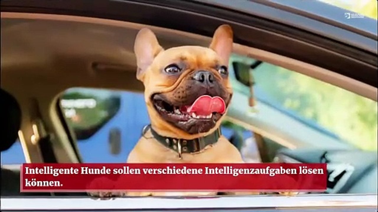Clevere Hunde bestehen verschiedene Intelligenztests