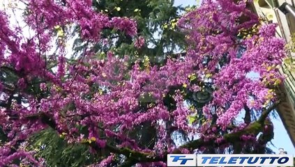 Video News - Il giardino segreto di Manerbio