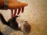Scottish Cute Baby Cat Fold munchkin