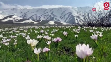 Yüksekova’da kardelen ve çiğdemler çiçek açtı