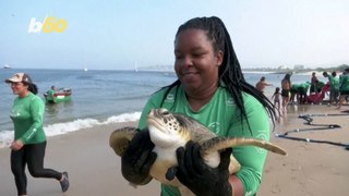 Green Turtles Get Medical Checkup on Brazilian Beach