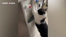 Su kabına ihtiyaç duymayan kedinin hareketi kahkahaya boğdu